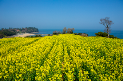 長崎鼻は「花の岬」とも呼ばれ、四季折々の花を楽しむことが出来ます。の画像