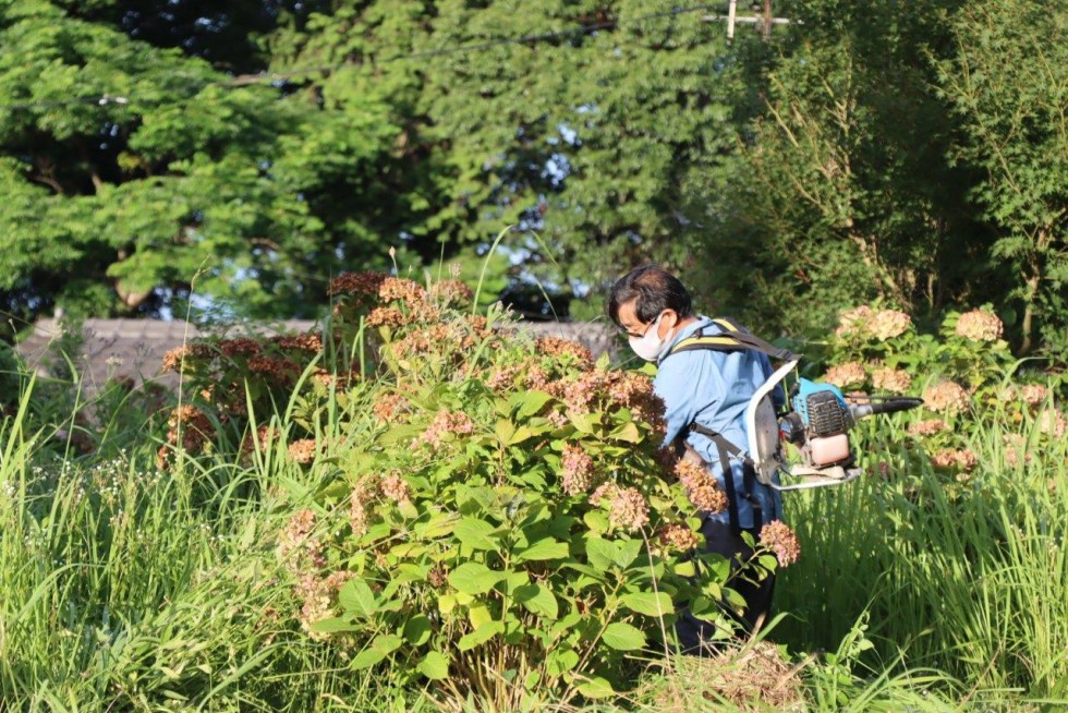 地域の力が美しい花を守る　～豊後高田ロータリークラブ　アジサイ剪定作業～の画像9