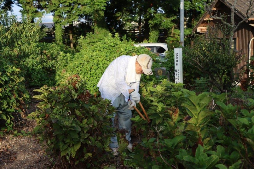 ～あじさいが美しい若宮八幡へ～　豊後高田ロータリークラブ早朝アジサイ剪定活動の画像5