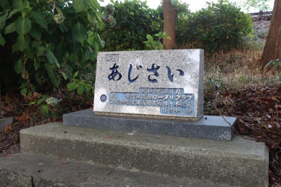 ～あじさいが美しい若宮八幡へ～　豊後高田ロータリークラブ早朝アジサイ剪定活動の画像6