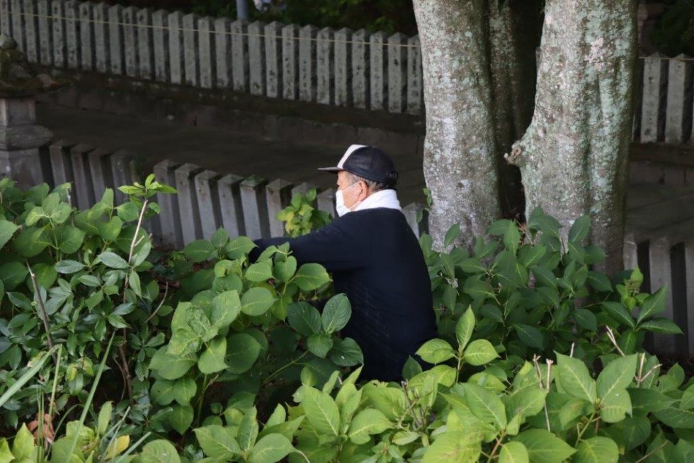 ～あじさいが美しい若宮八幡へ～　豊後高田ロータリークラブ早朝アジサイ剪定活動の画像8