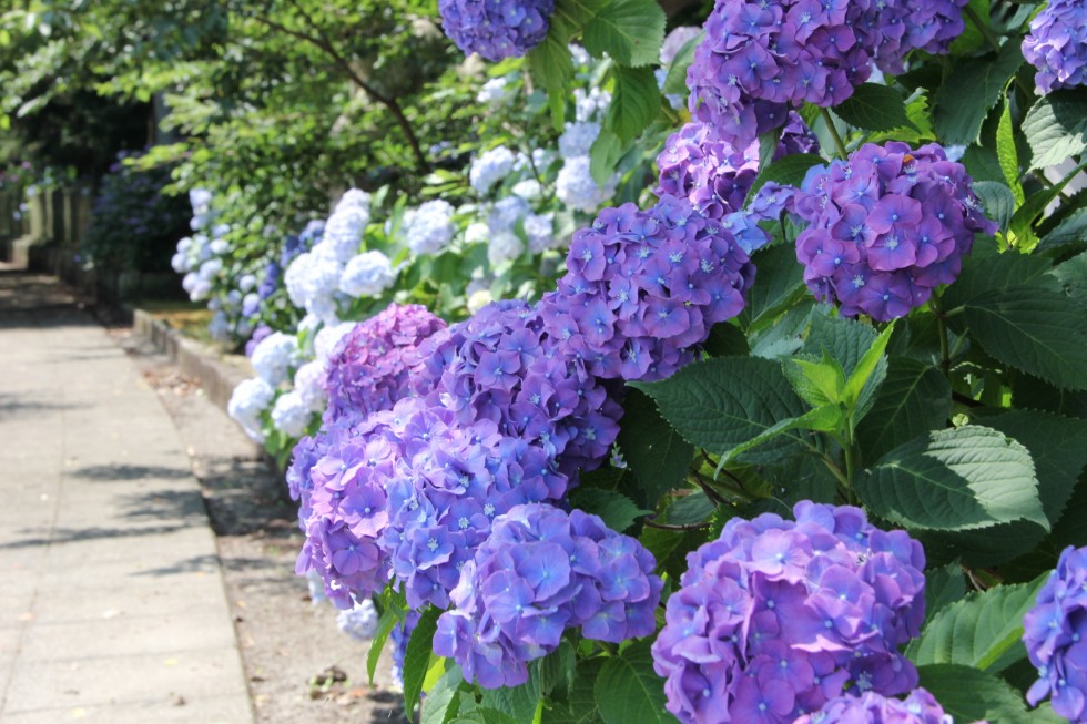 花のスポット「若宮八幡のあじさい」の画像1