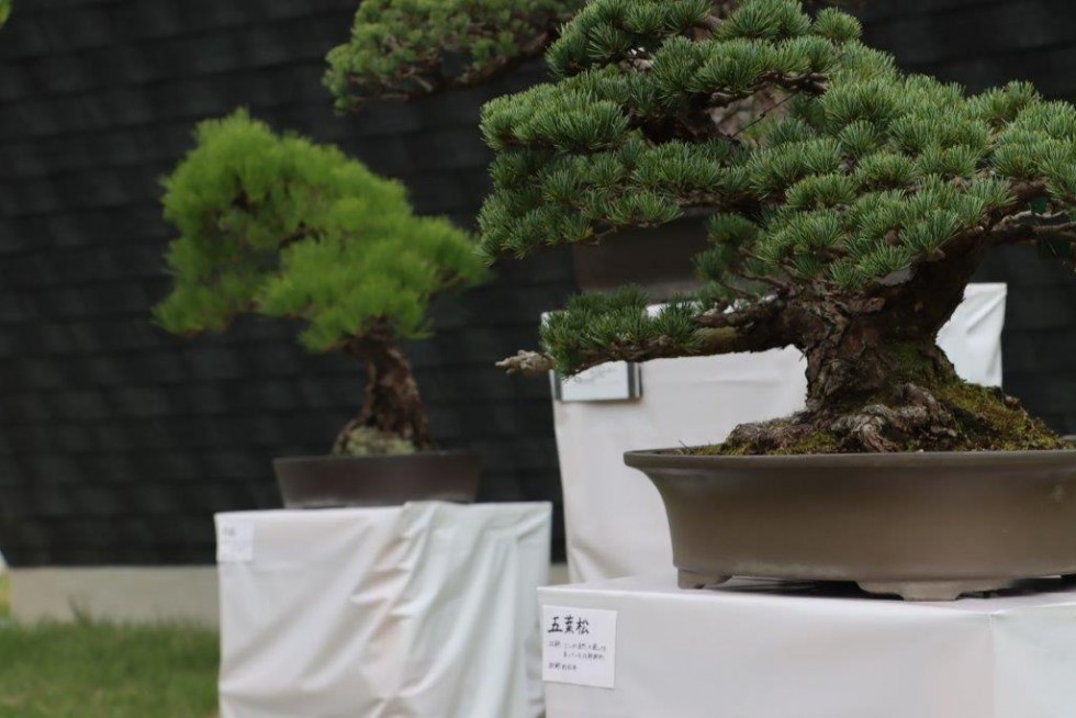 長崎鼻の龍神さまへ祈りの花を捧ぐ　-　「花使いライブ　龍神花祭」第24回大分県民芸術文化祭の画像14