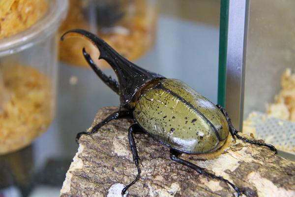 子ども達だけでなく大人にも人気の生きてる昆虫がオススメです！日本を代表するカブト虫の他、世界から集めたカブト虫やクワガタがたくさん並んでいます☆の画像