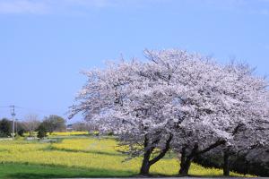 長崎鼻　菜の花・桜