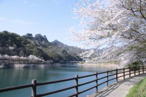 こっとん村　桜