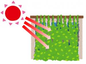 緑のカーテンイメージ