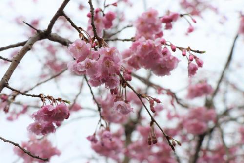 桜の様子２