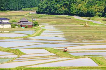 2020年6月12日の様子です。の画像