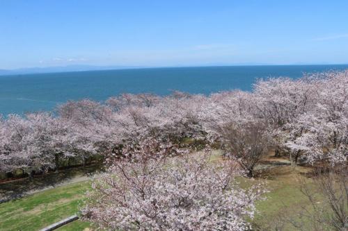 粟嶋公園の桜の写真