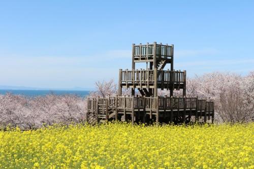 粟嶋公園の菜の花と桜の写真