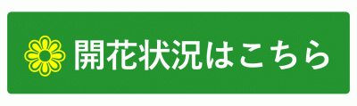 開花状況のバナー画像