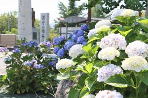 長崎鼻のあじさいの写真２枚目