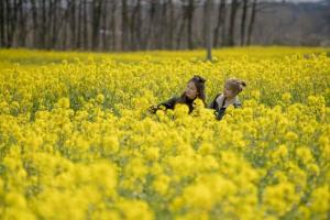 菜の花