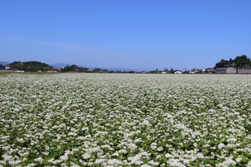 一面に咲くそばの花の写真