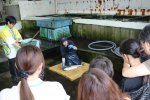 いけすから引き揚げた魚を見学する様子