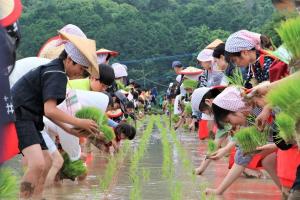 田植えの様子