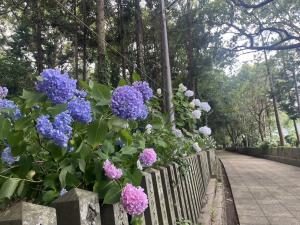 若宮八幡神社のアジサイの写真