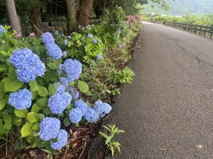 若宮八幡神社のアジサイの写真　2枚目