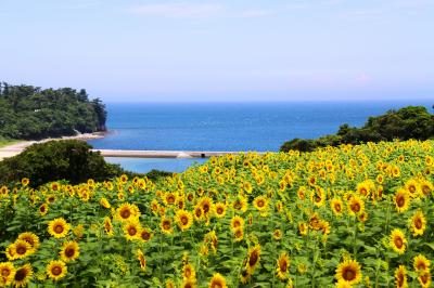 長崎鼻のひまわりの画像2枚目