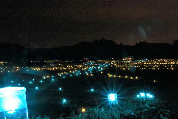 イルミネーションの様子