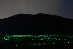 東側から望む千年のきらめき