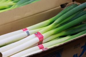 白ねぎの写真