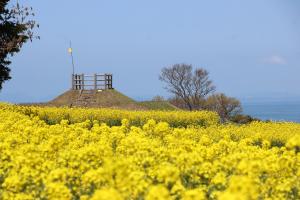 長崎鼻菜の花の画像