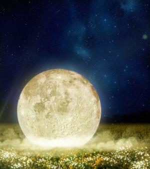 菜の花ライトアップのイメージ画像