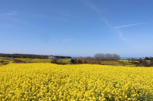 菜の花フェスタ2026【3月14日～4月12日まで】 - 昭和の町・豊後高田市