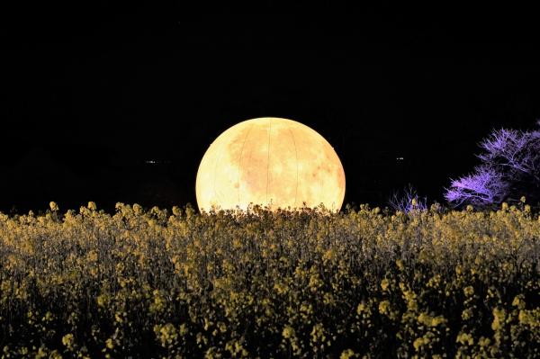 菜の花畑で光る月のオブジェ