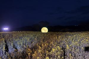 菜の花が広がる奥に浮かび上がる月のオブジェ