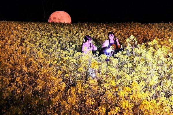 菜の花畑でのコンサートの様子