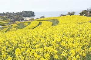 3月28日時点の菜の花の様子1