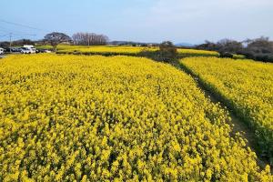 3月28日時点の菜の花の様子2
