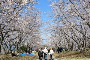 桜並木とお花見や散策をしている人たちの写真
