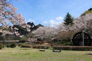 こっとん村のさくらの写真