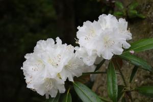 シャクナゲの画像