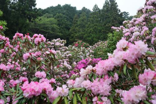 シャクナゲの画像1枚目