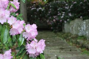 ピンクのシャクナゲの写真1枚目