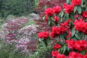 赤いシャクナゲの写真
