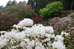 白のシャクナゲの写真