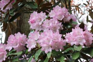 ピンクのシャクナゲの写真2枚目