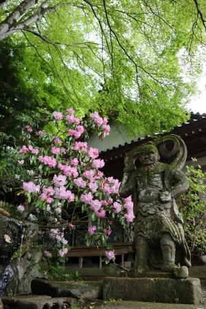 ピンクのシャクナゲと仁王像の写真