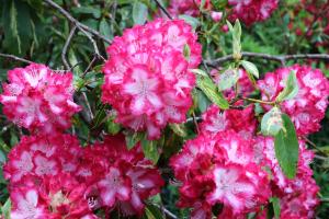 ピンクと白のシャクナゲ