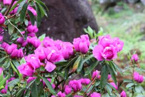 つぼみのシャクナゲの写真