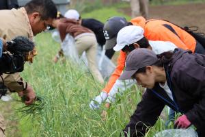 芽の摘み取りの様子