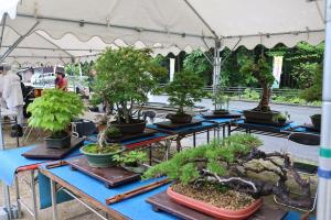 盆栽展の様子