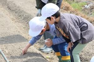 種まきをする児童の様子
