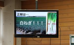 白ねぎクイズの様子